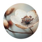 Poster Boho Trockenblume Makro - Treechild - Rund 