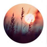 Poster Gräser im Licht der glühenden Sonne - Treechild - Rund 