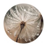 Poster Pusteblume in Morgentau - Treechild - Rund 