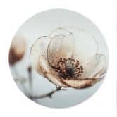 Poster Trockenblüte Beige Naturpoesie - Treechild - Rund 