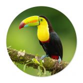 Poster van Duijn - Fischertukan in Costa Rica - Rund 
