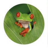 Poster Laubfrosch im Regenwald - van Duijn - Rund  