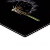Spatscherm Lionse - Story of a Dandelion - Panorama 