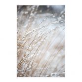 Stoffbild Zarte Gräser im Schnee - Böhmer 