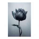 Stoffbild Samtige Tulpe in Schwarz - Paksoylu 