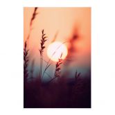 Stoffbild Gräser im Licht der glühenden Sonne - Treechild 
