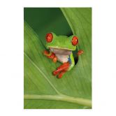 Stoffbild Laubfrosch im Regenwald - van Duijn 