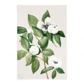 Affiche textile Botanique Illustration d'un faux camélia - Walcott 