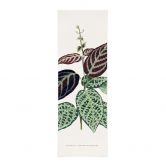 Stoffbild Blatt Illustration - Bignonia Argyro Violascea - Panorama 