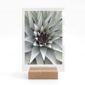 Tischaufsteller Agave 01 