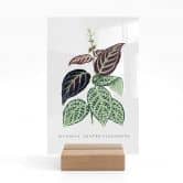 Tischaufsteller Blatt Illustration - Bignonia Argyro Violascea 