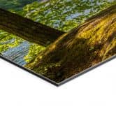 Wandbild Waldweg am Fluss - Alu-Dibond 
