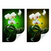 Zelfklevende Poster - Beautiful Orchid 