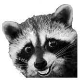 Wall sticker Racoon - Graves 