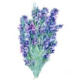 Muursticker XXL Bloem - Bosje Lavendel 