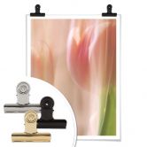 Poster Westum - Shy tulips 