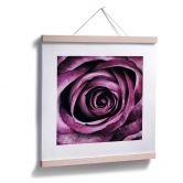 Poster Violet Rose 