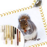 Poster - Eichhörnchen 04 