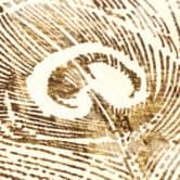 Papier peint intissé avec motif de plumes dans les tons beige et marron sur fond crème 