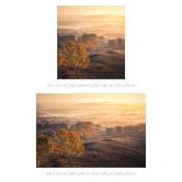 Wall Mural with landscape - Birch trees in the golden morning dew - Cui 
