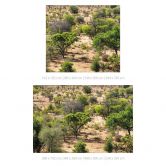 Fototapete Savannenlandschaft in Afrika - Hugonnard 