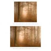 Papier peint forêt - brume et lumière dans la forêt d'automne - Maier 