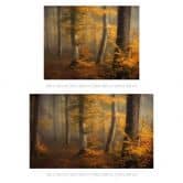 Fototapete Waldtapete - Goldene Blätter im nebligen Wald - Maier 