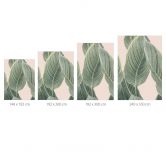 Fototapete Calathea Pflanze - Sisi & Seb 