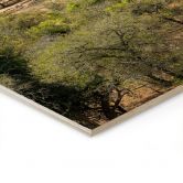 Tableau sur bois Paysage de savane en Afrique - Hugonnard 