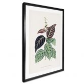 Poster Blatt Illustration - Bignonia Argyro Violacea 
