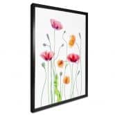 Poster Bunte Mohnblumen - Disher 