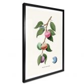 Poster Loose - Plante à macarons 