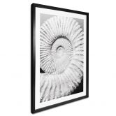 Poster Fossile Muschel - Shot by Clint 