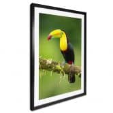 Poster van Duijn - Fischertukan in Costa Rica 