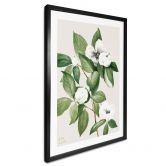 Poster Botanik Illustration einer Scheinkamelie - Walcott 