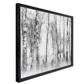 Poster Talen - Schwarz-weißer Birkenwald 