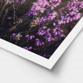 Poster Lila Heideblüte im warmen Licht - Annie 