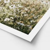 Poster Sommerwiese mit Kamille - Annie 