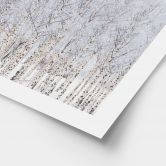 Poster Forêt de bouleaux en hiver - EMELIEmaria 
