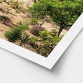 Plakat savannelandskab i Afrika - Hugonnard 