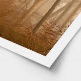 Poster Dunst und Licht im herbstlichen Wald - Maier 