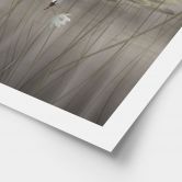 Poster Lotusblumen mit Schwan im Wasser in Grau - Ms Tiff 