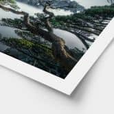 Poster Kiefernwald im Huang Shan Gebirge - NingYun Ye 