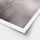Poster mit Natur-Motiv - Grashalm mit Tautropfen - Sillen 