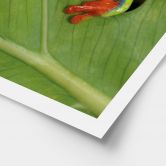 Poster Laubfrosch im Regenwald - van Duijn 
