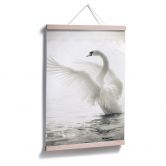 Poster Majestätischer Schwan 