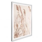 Poster Gräser im Sonnenlicht - Hochformat 