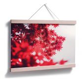 Poster Ahornbaum im Herbst 