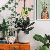 Poster Loose - Ananaseule 
