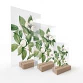 Présentoir de table Botanique Illustration d'un faux camélia - Walcott 